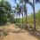 ขายที่ดิน 4-1-44 ไร่ อำเภอเมือง กาญจนบุรี สวนมะยงชิด สวนเบญจพรรณ ต้นโตสามารถเก็บขายได้เลย มีคนสวนดูแลตลอด รับช่วงต่อได้เลย